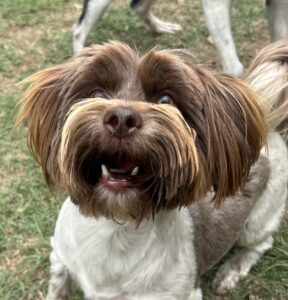 Coco-1 COCO