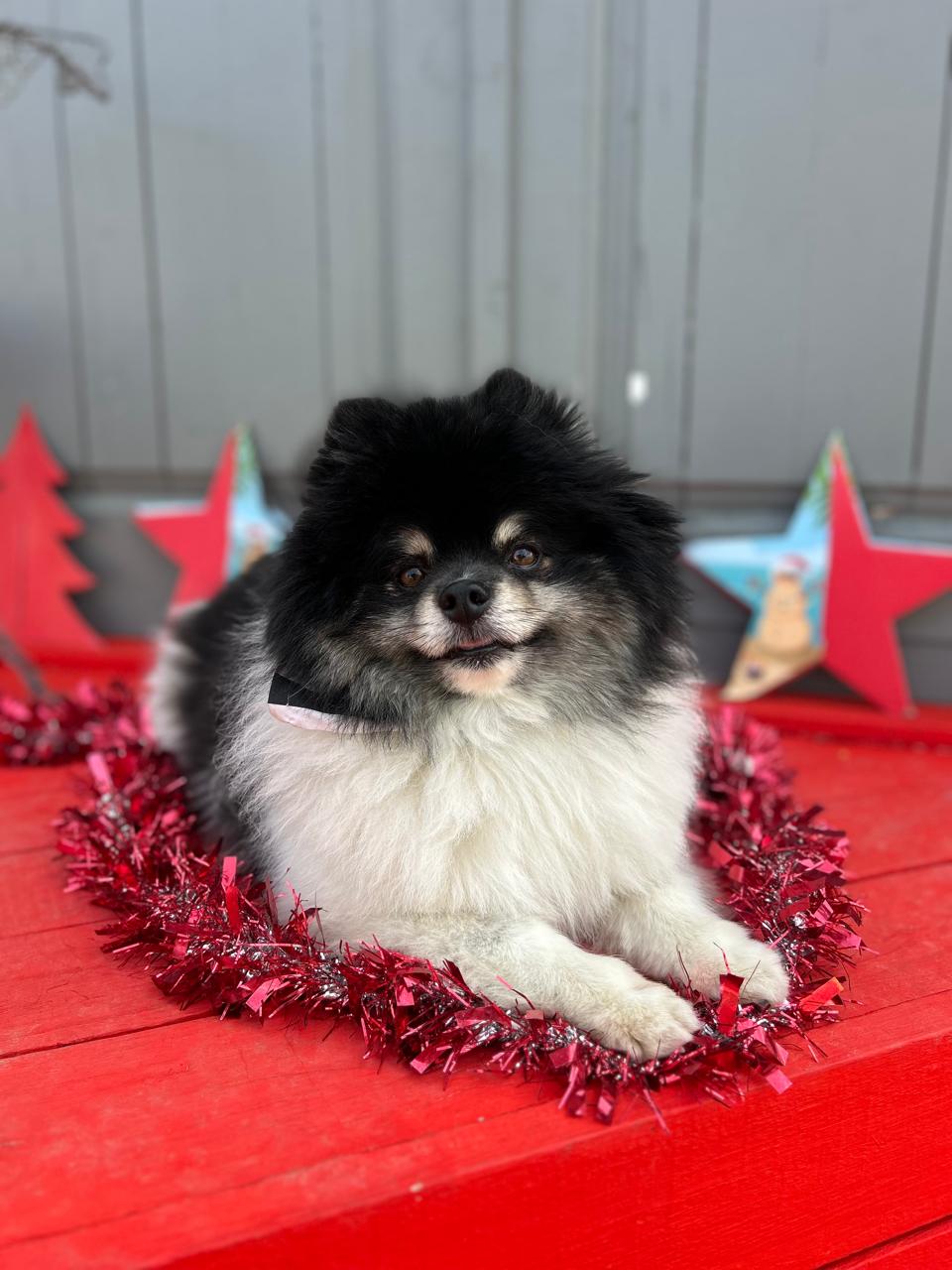 895beb24-0576-411c-933c-037deaf98ec8 ZIGGY